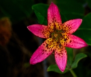 Lilium bolanderi, Bolander's Lily